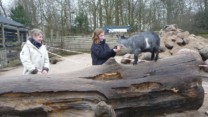 Hvor meget vejer en elefant?