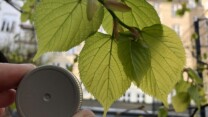 Hvornår er et træ sprunget ud?